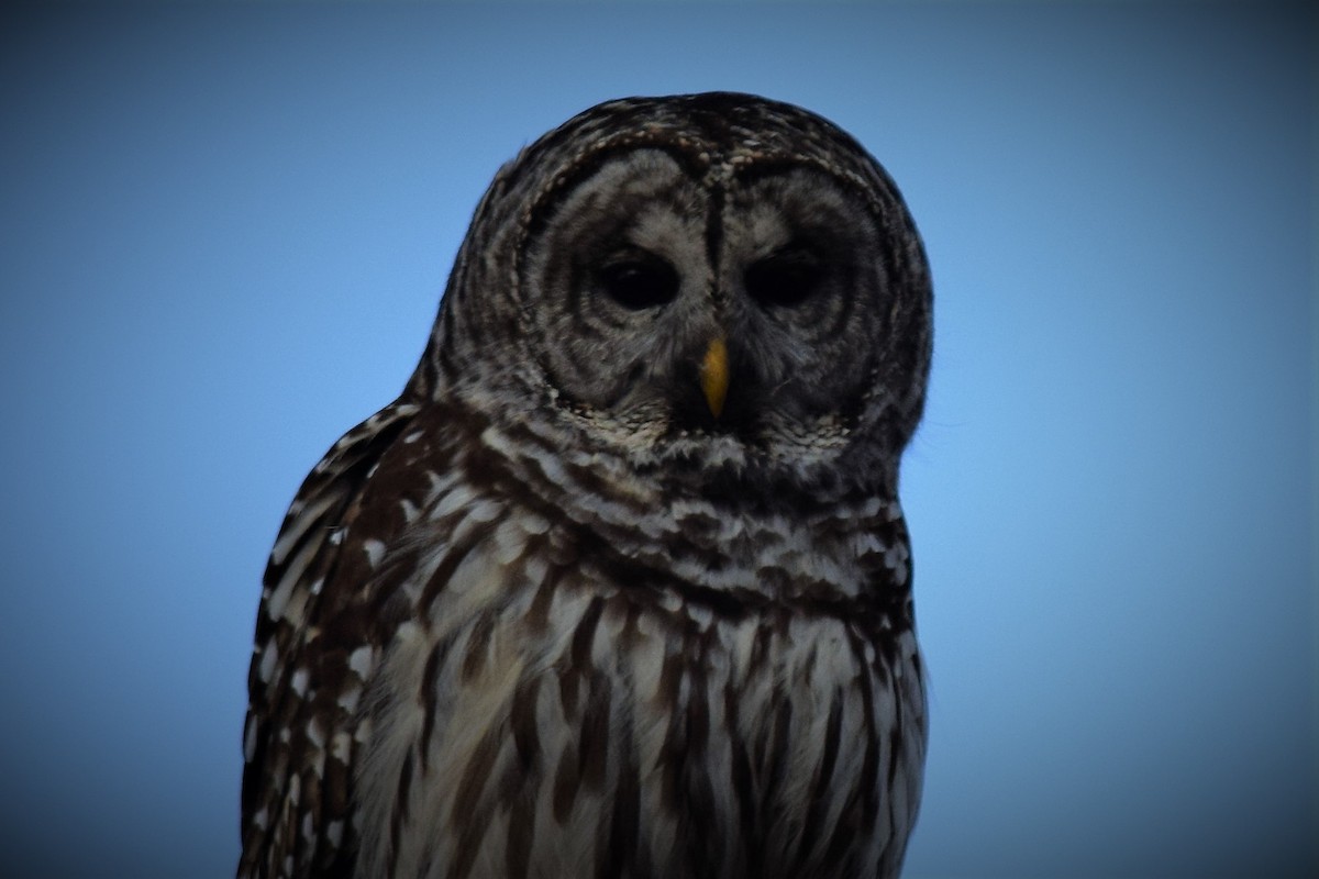 Barred Owl - ML132032611