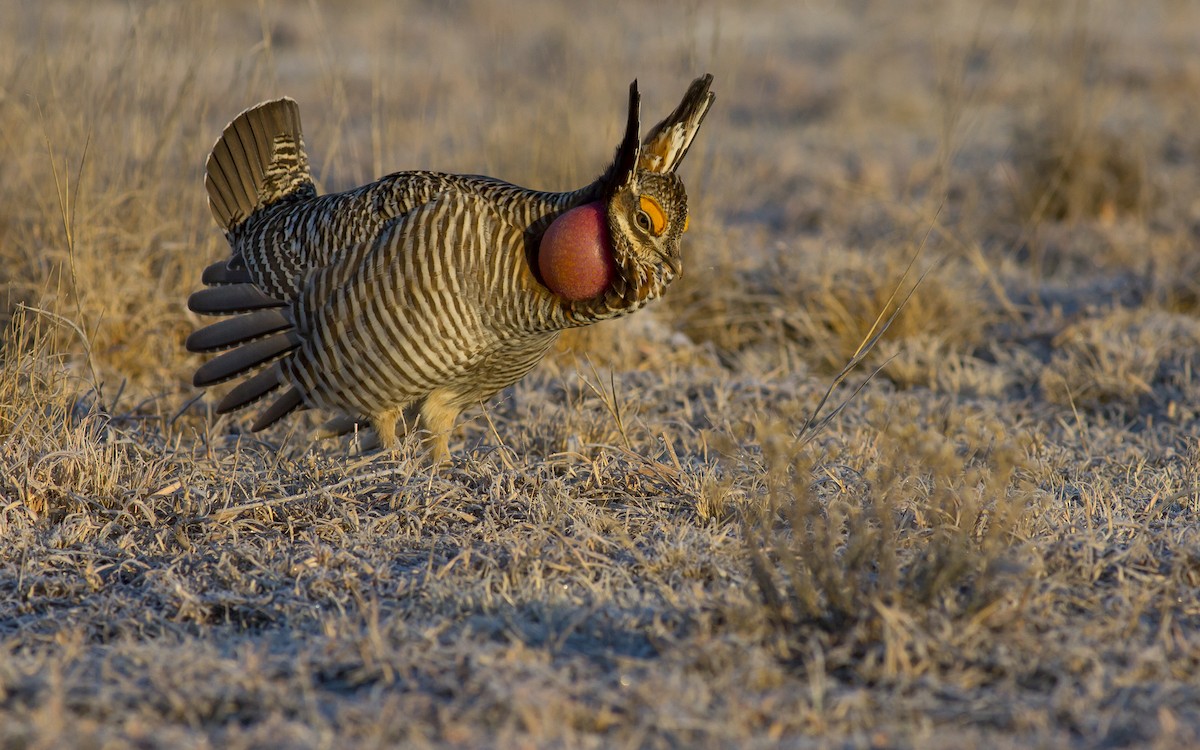 Lesser Prairie-Chicken - Alex Eberts