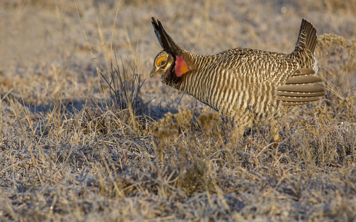 Gallo de las Praderas Chico - ML132032831