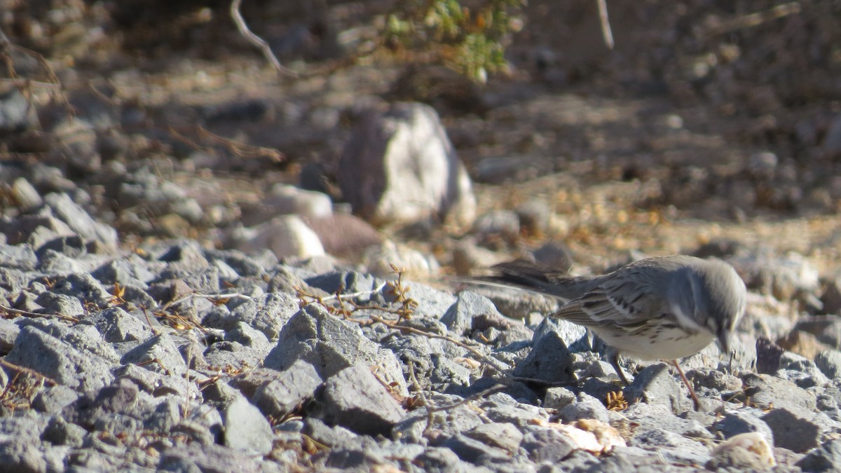 Sagebrush/Bell's Sparrow (Sage Sparrow) - ML132033711