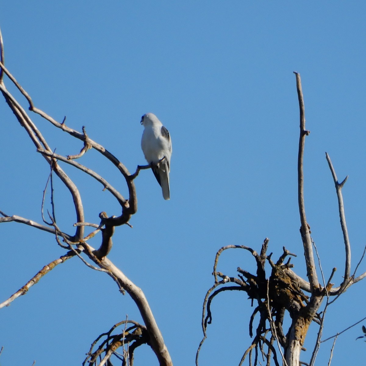 White-tailed Kite - Mark Martucci