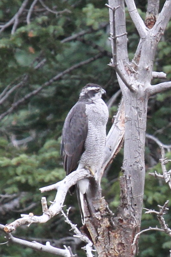 American Goshawk - Logan Smith