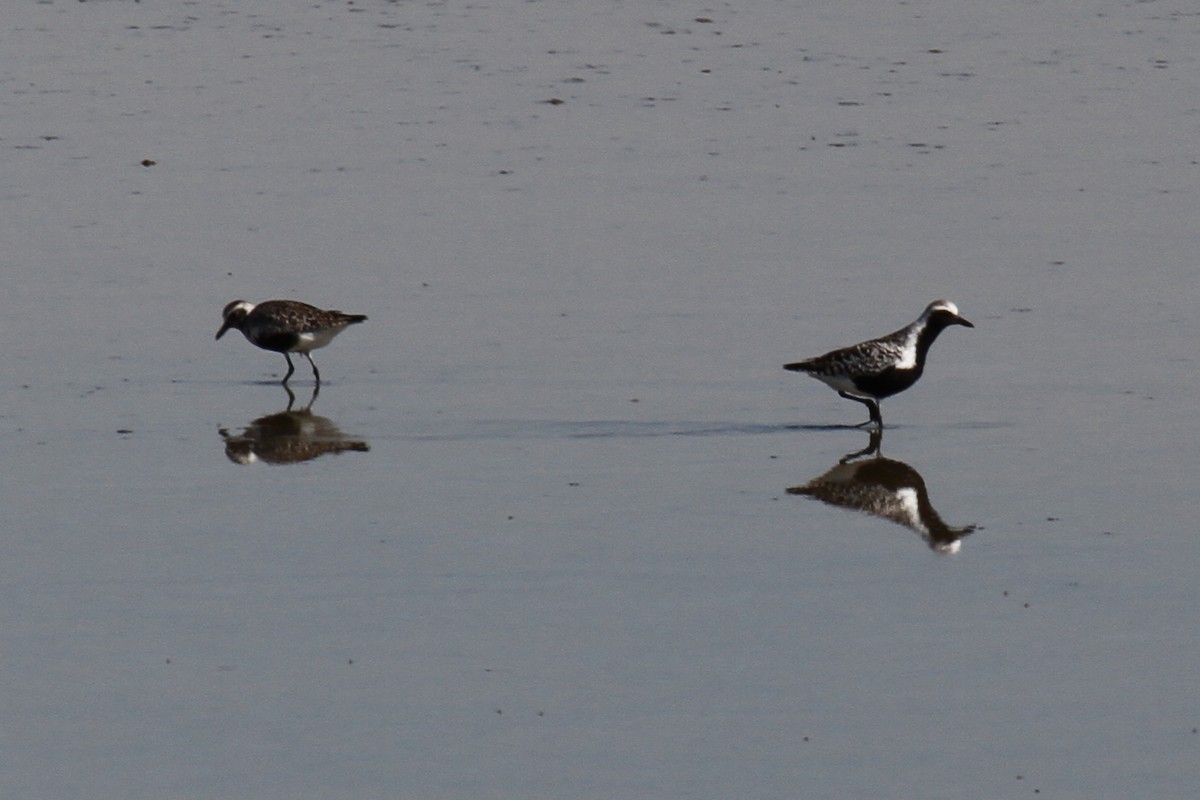 Black-bellied Plover - ML132035241