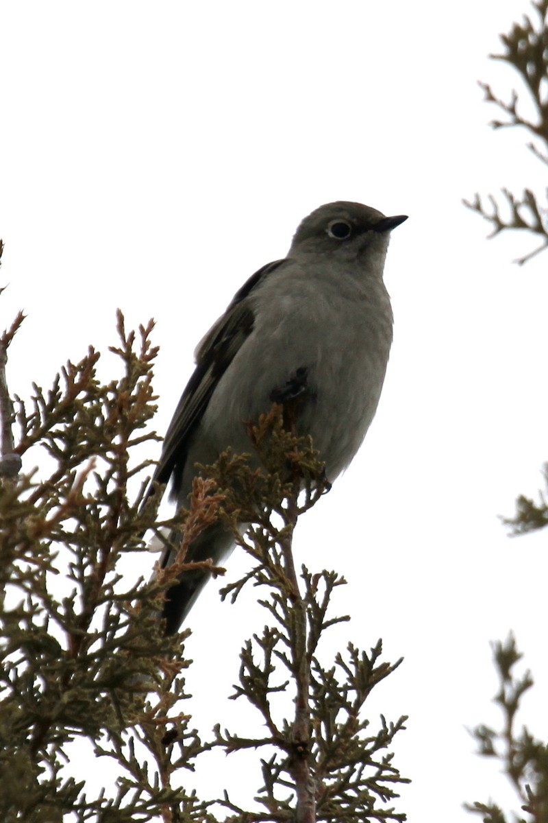 Townsend's Solitaire - Logan Smith