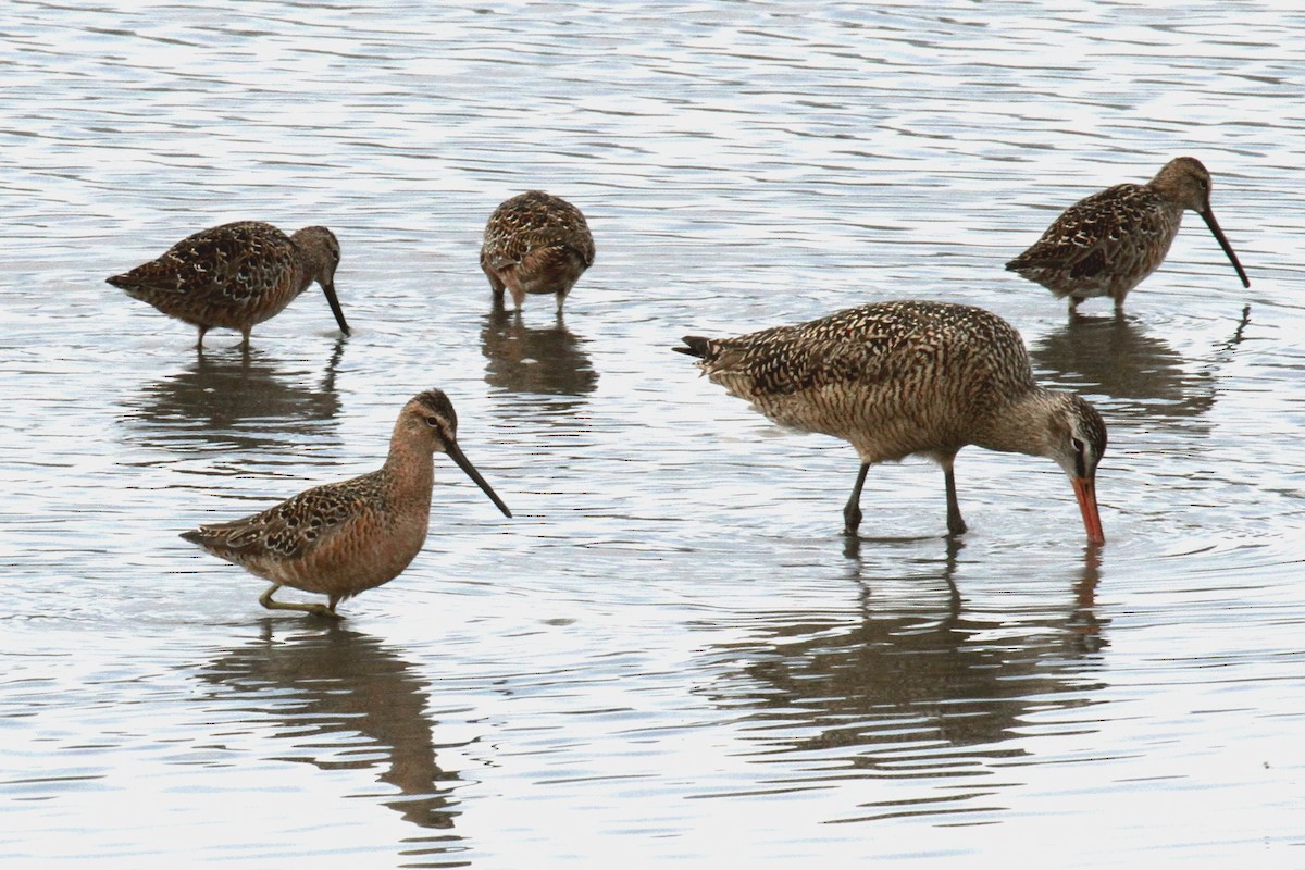 Long-billed Dowitcher - Logan Smith