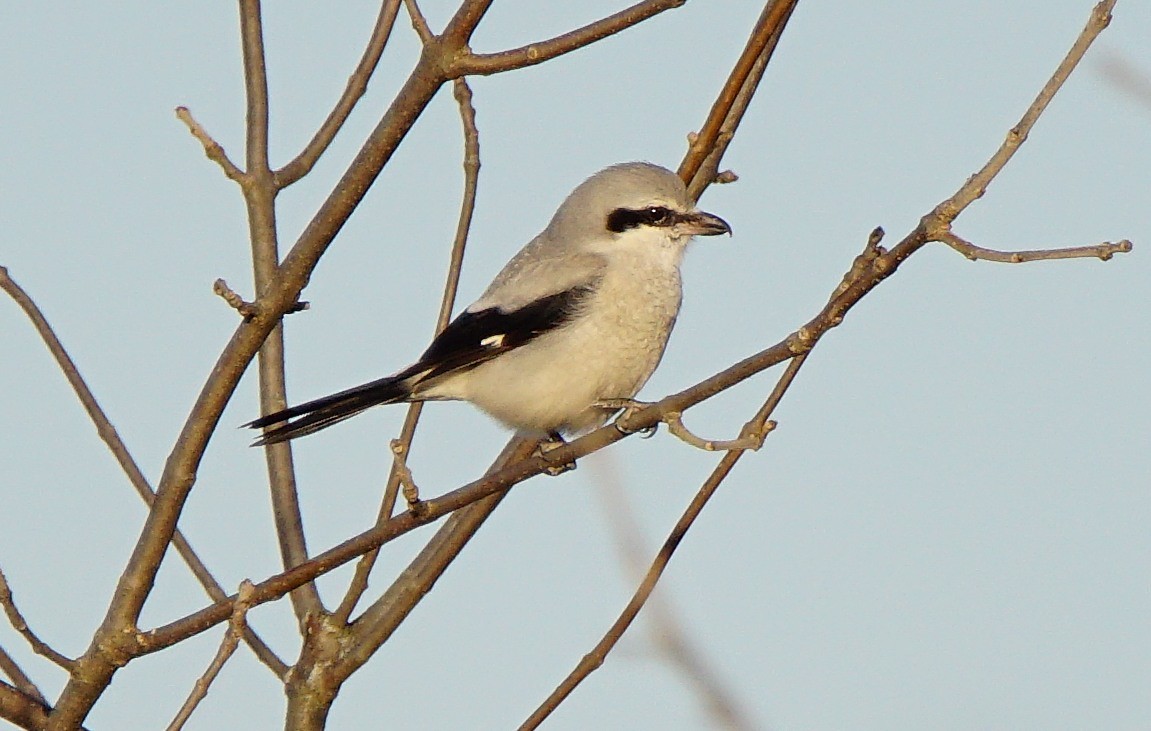 Northern Shrike - Dennis Mersky