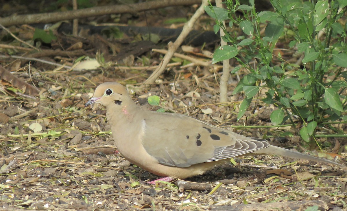 Mourning Dove - ML132044261