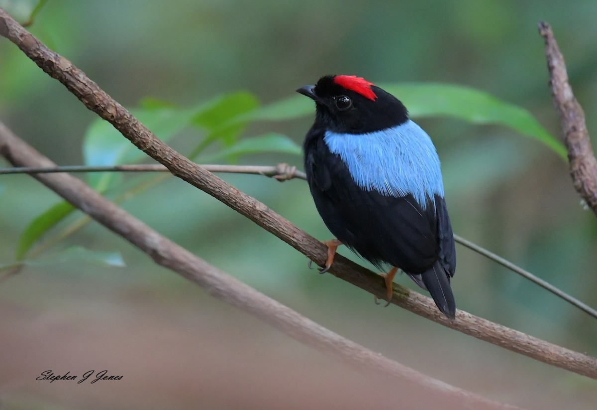 Blue-backed Manakin - ML132046321