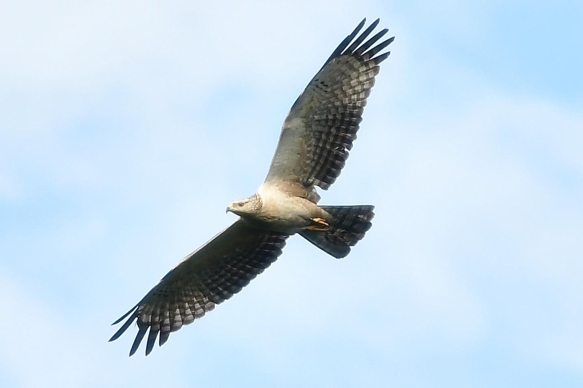 Oriental Honey-buzzard - ML132046951