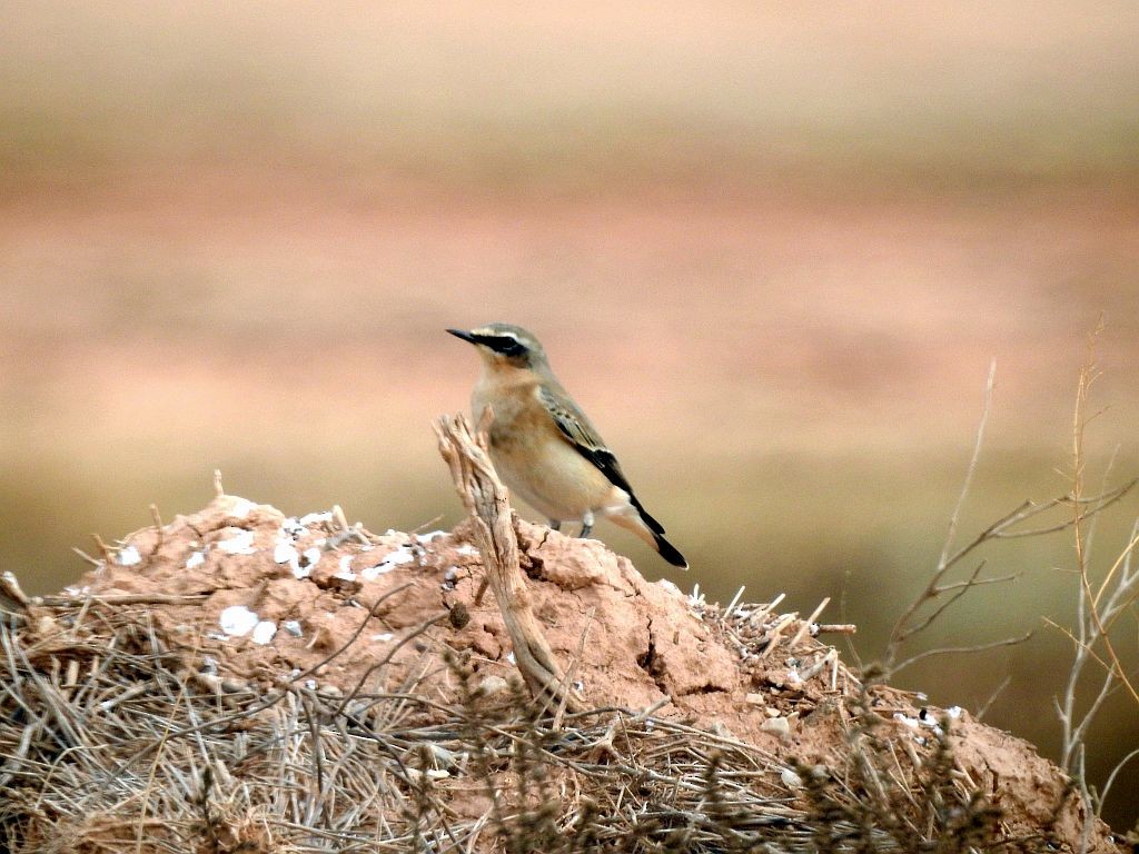 Northern Wheatear - ML132047381