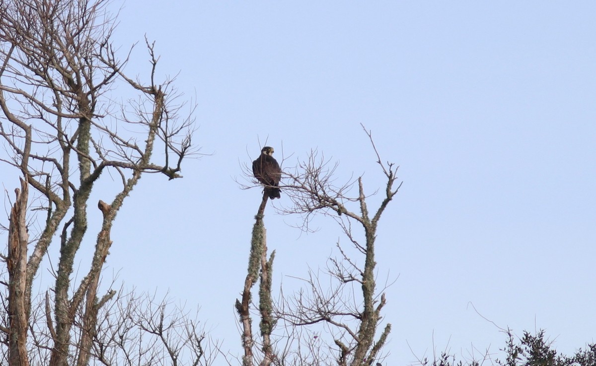 Peregrine Falcon - ML132048821