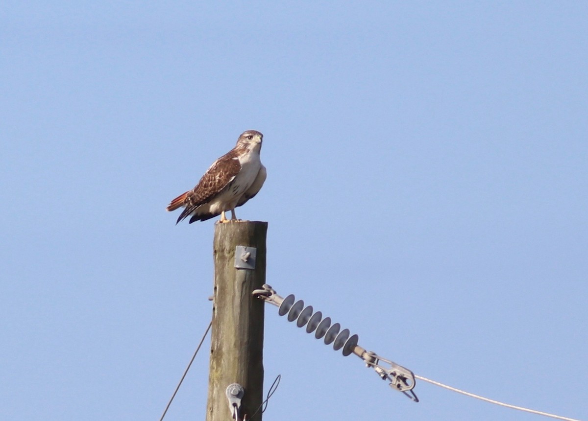 Red-tailed Hawk - ML132049431