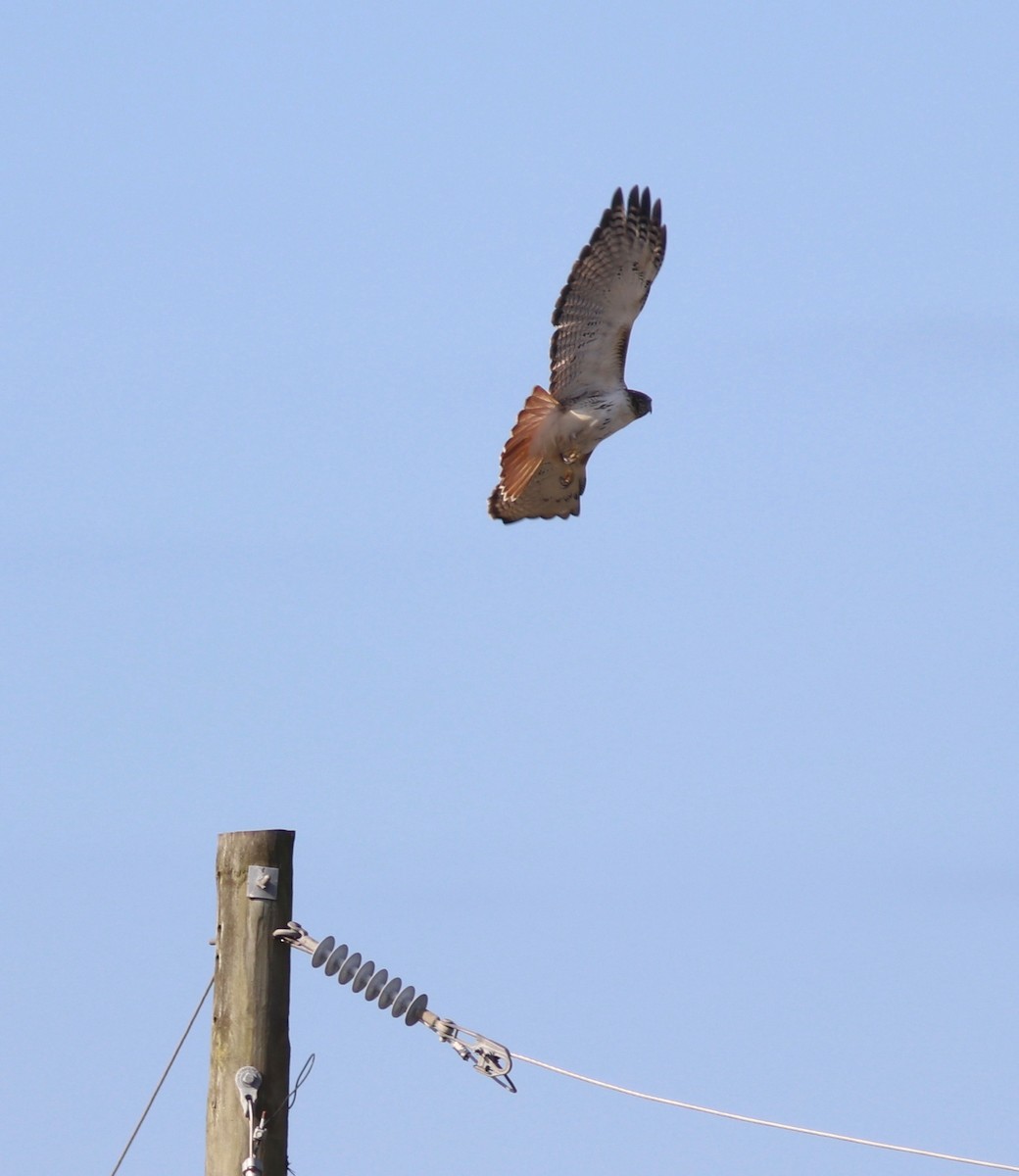 Red-tailed Hawk - ML132049731