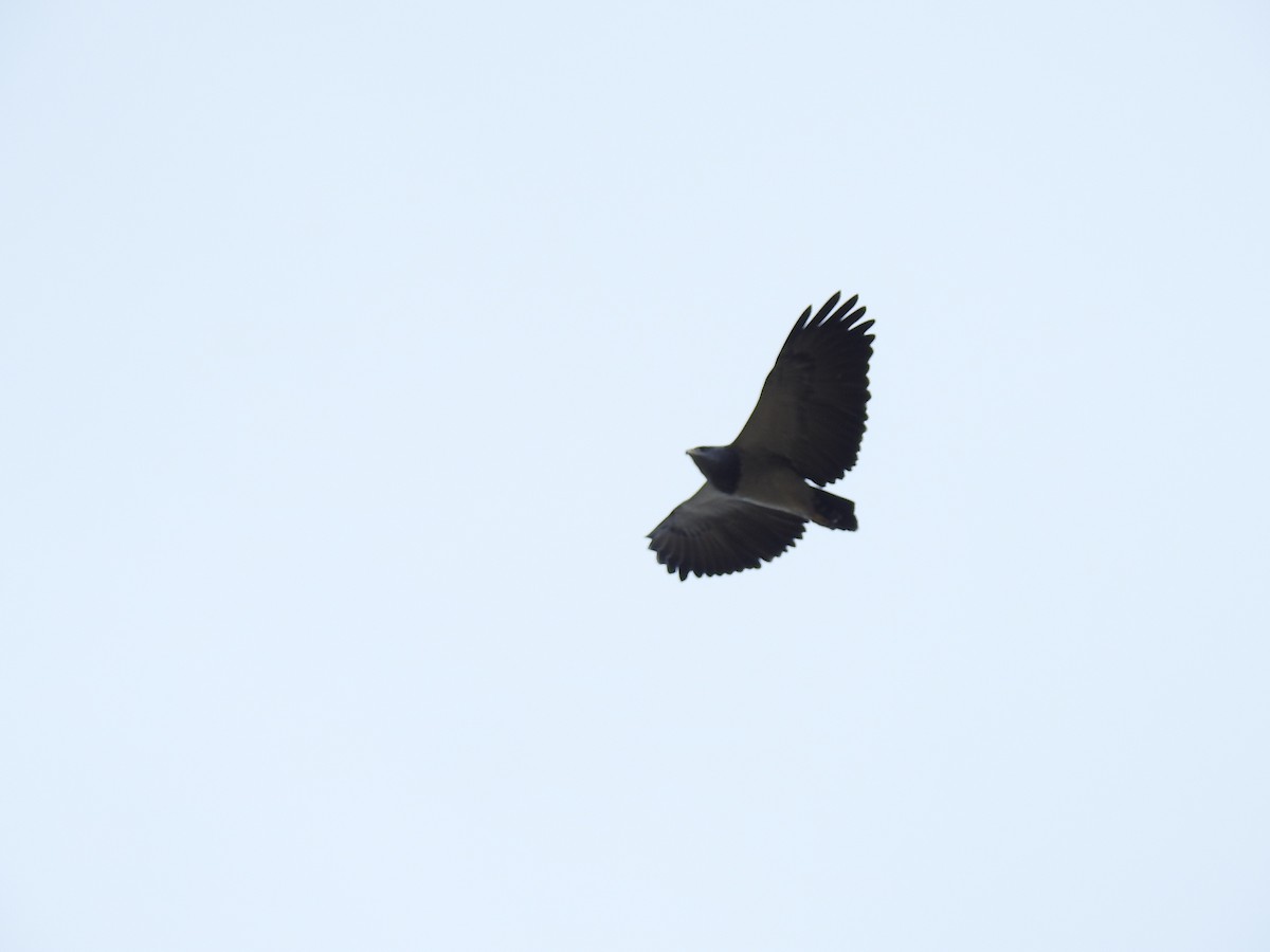 Black-chested Buzzard-Eagle - ML132050321