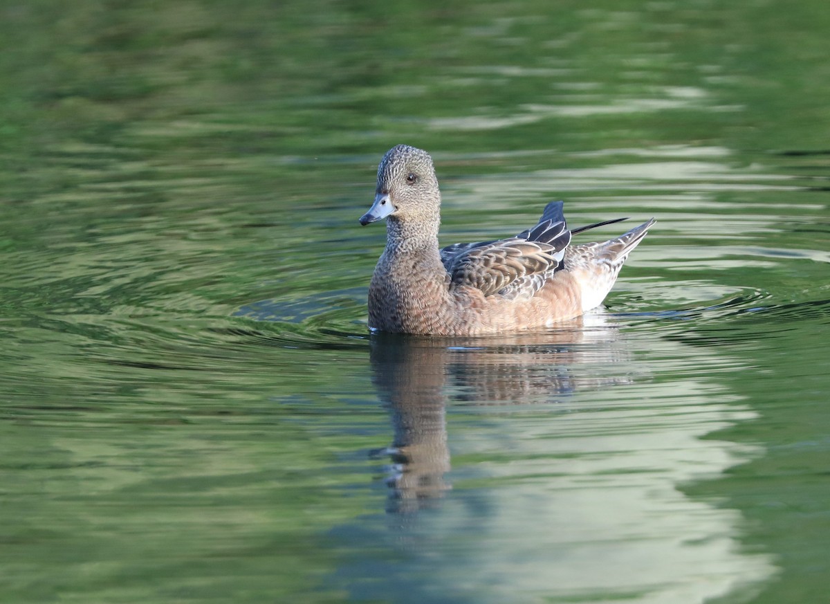 American Wigeon - ML132051641