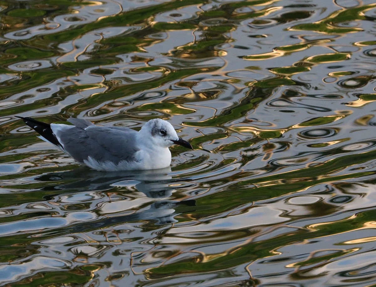 Laughing Gull - ML132051961