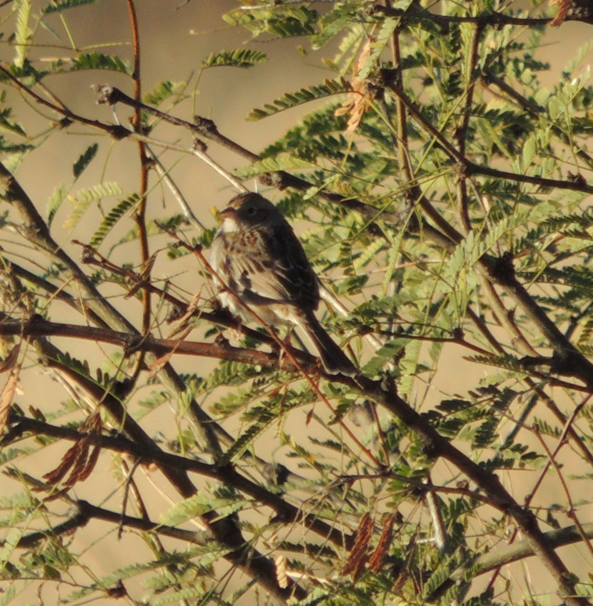 Cassin's Sparrow - ML132052031