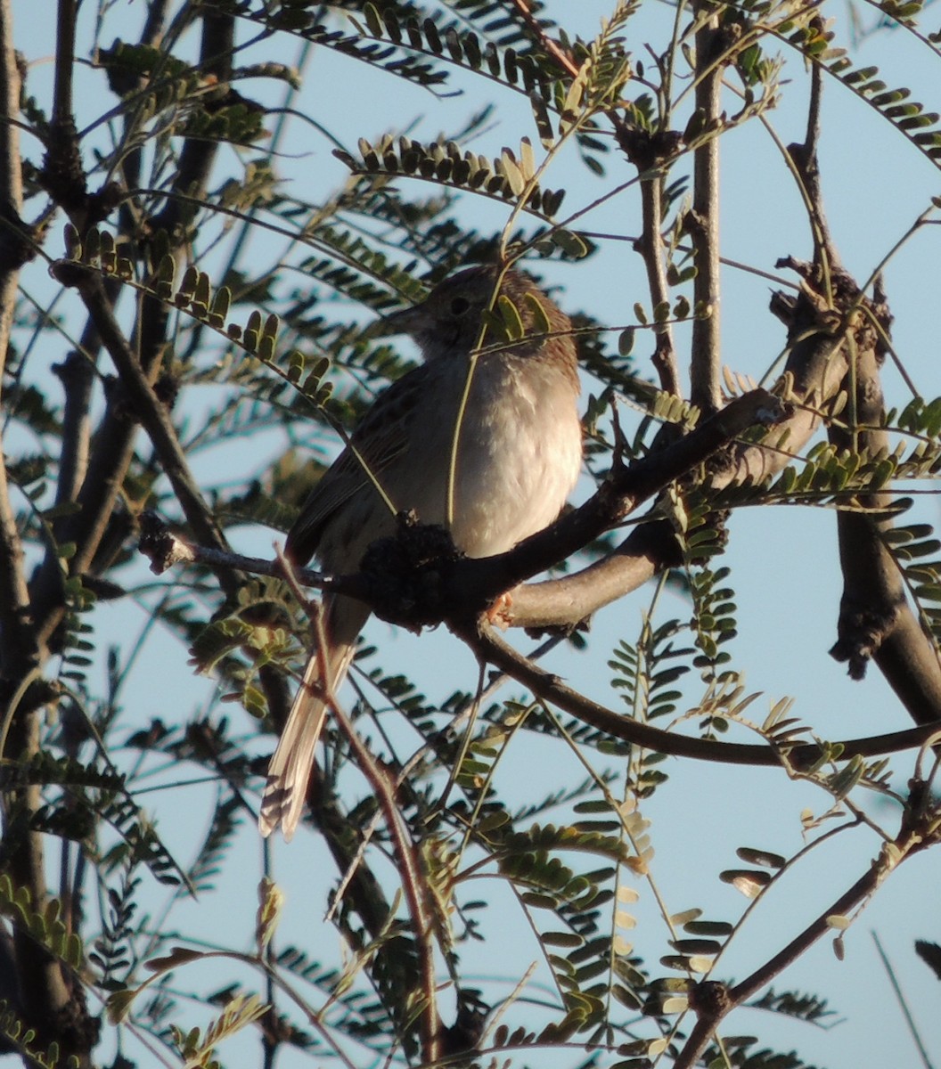 Cassin's Sparrow - ML132052111