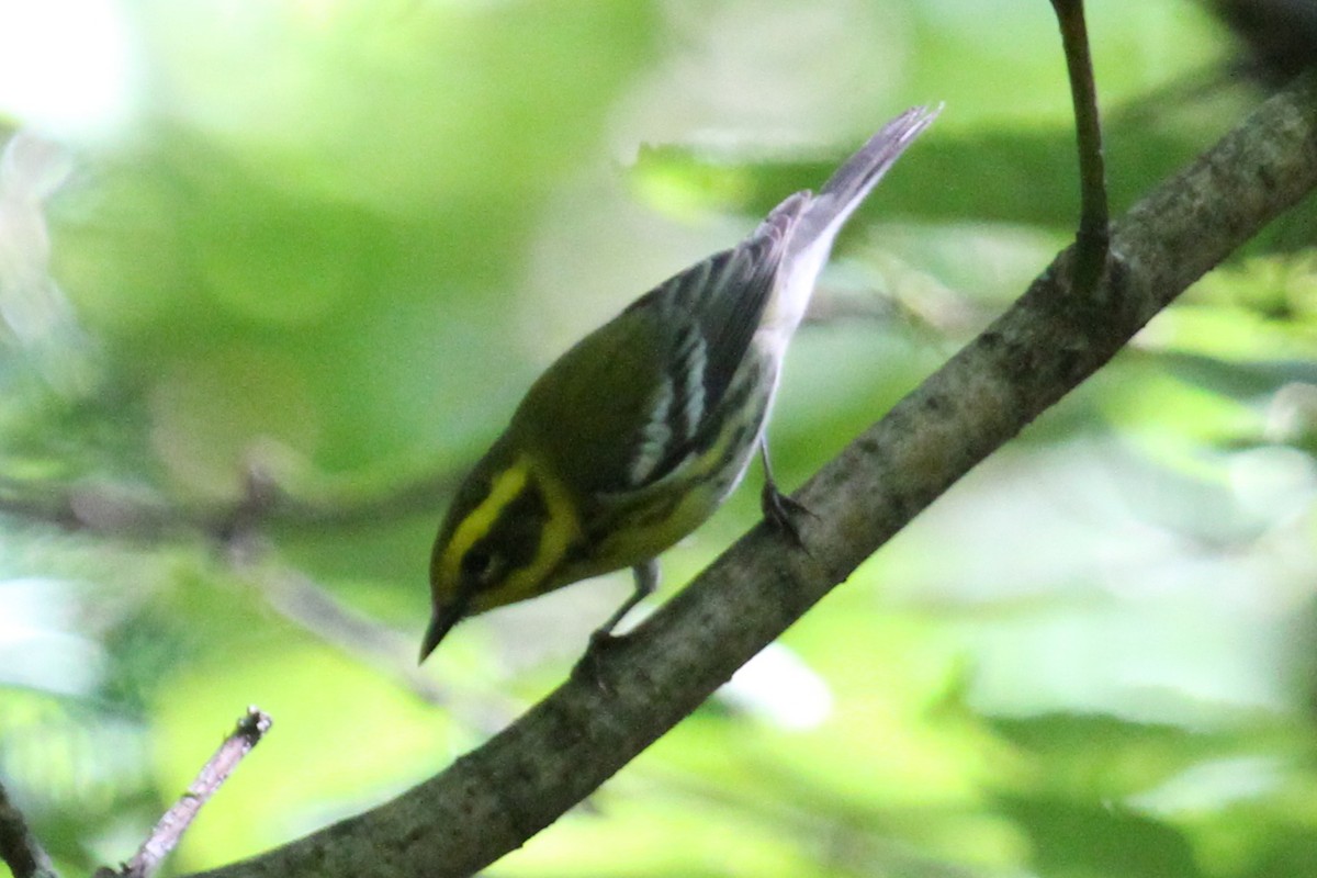 Townsend's Warbler - ML132052151