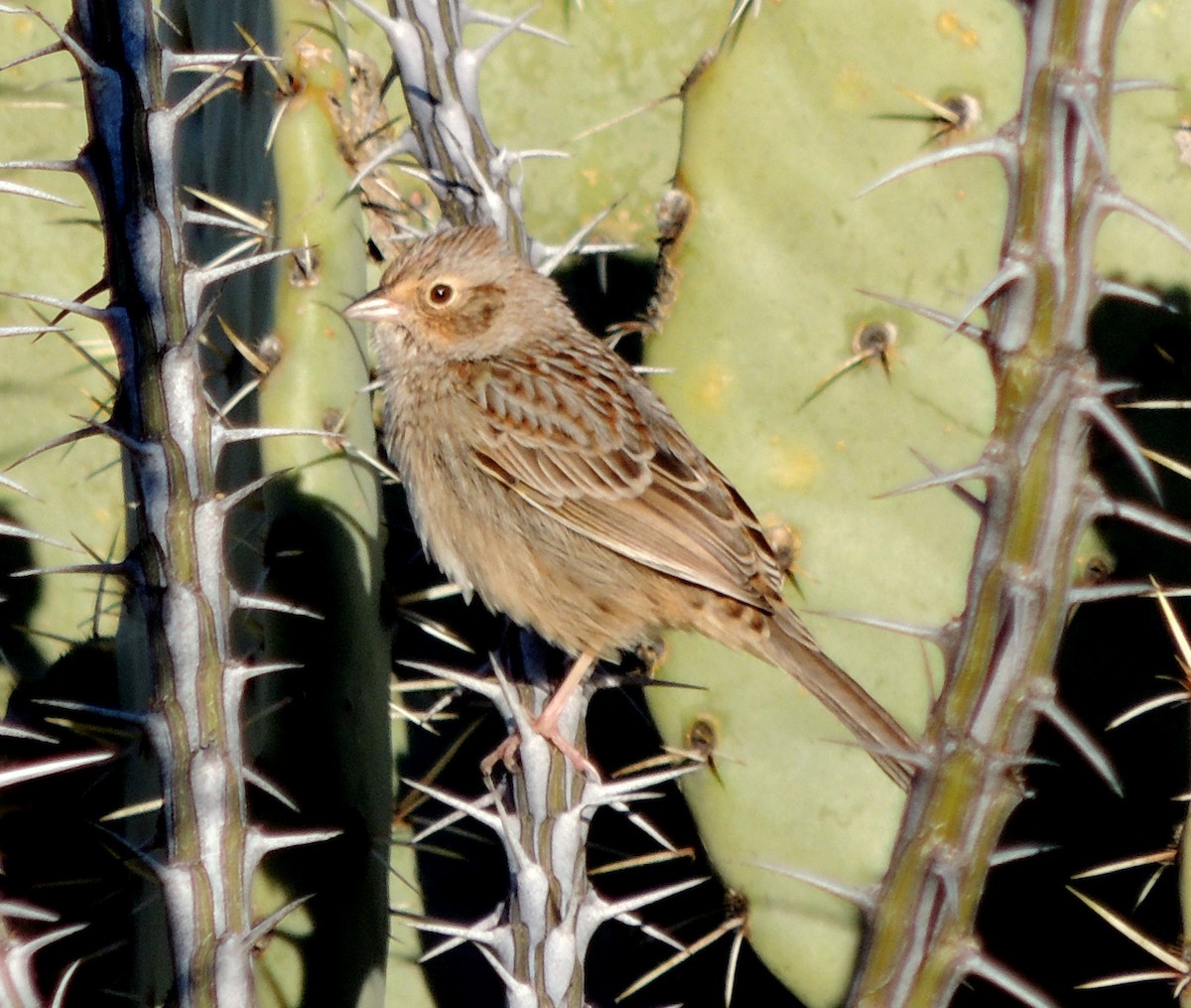 Cassin's Sparrow - ML132052161