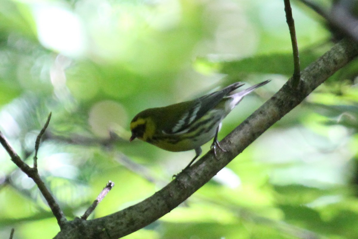 Townsend's Warbler - ML132052171