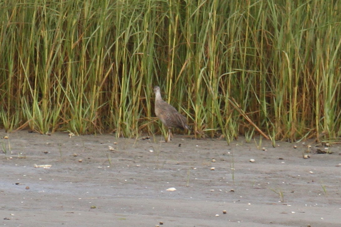 Clapper Rail - ML132052231