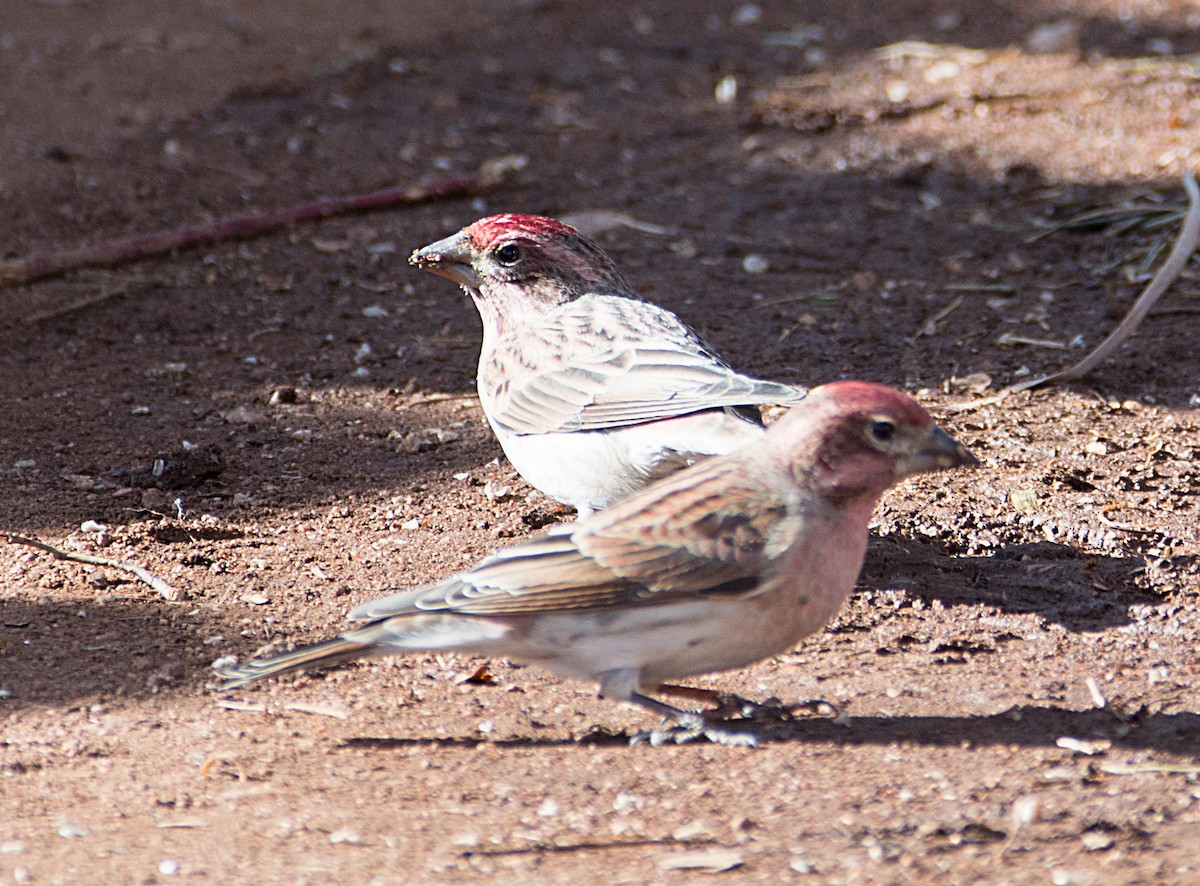 Cassin's Finch - ML132052481