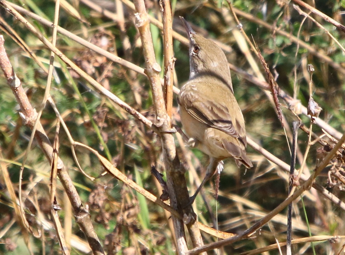 Clamorous Reed Warbler - ML132053061