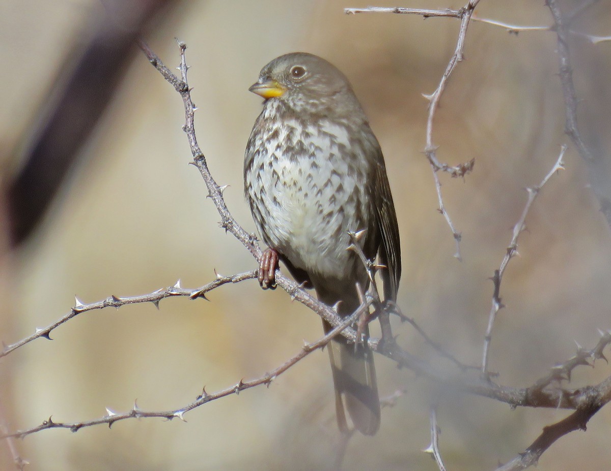 Fox Sparrow (Slate-colored) - ML132053281