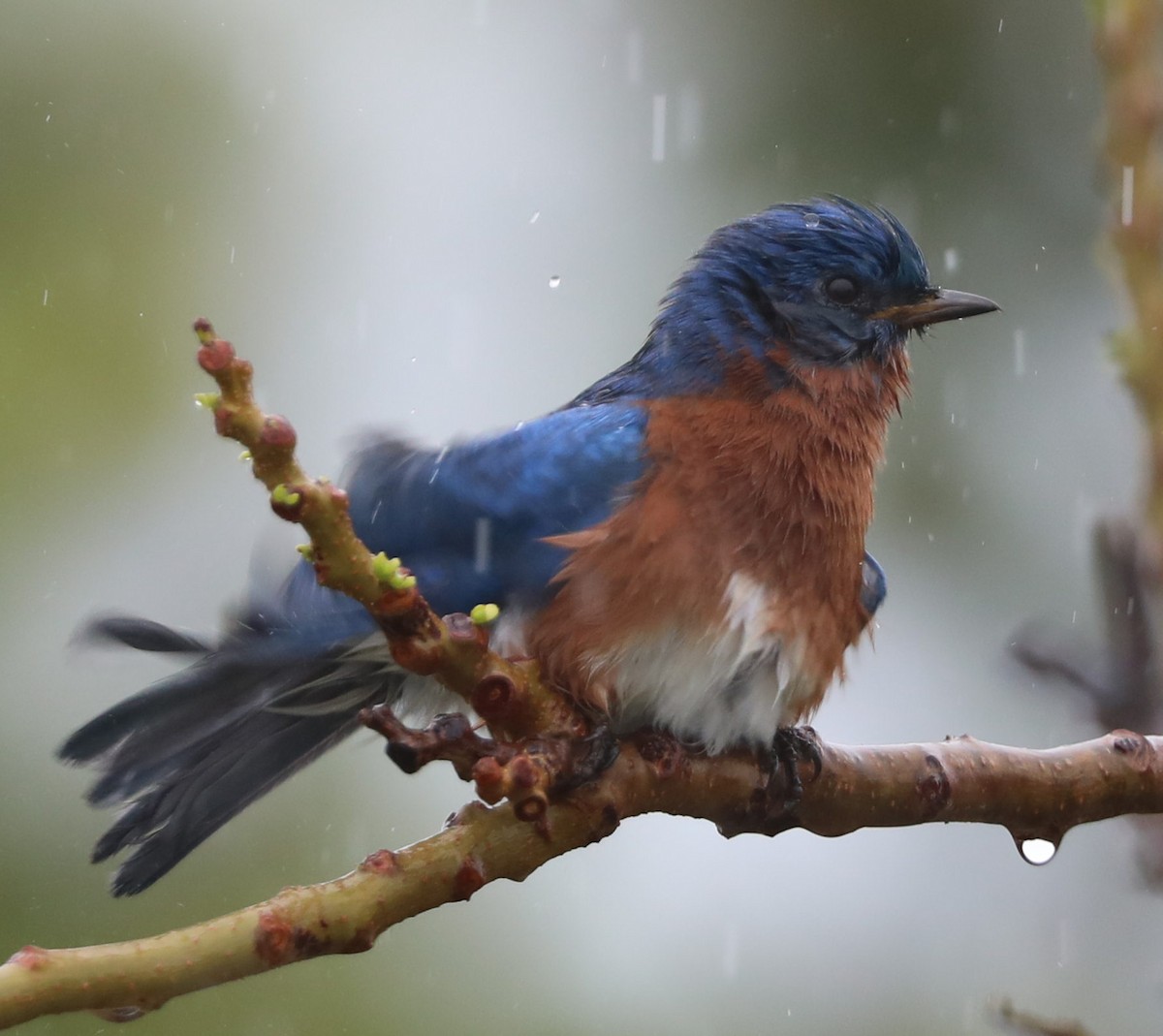 Eastern Bluebird - ML132054761