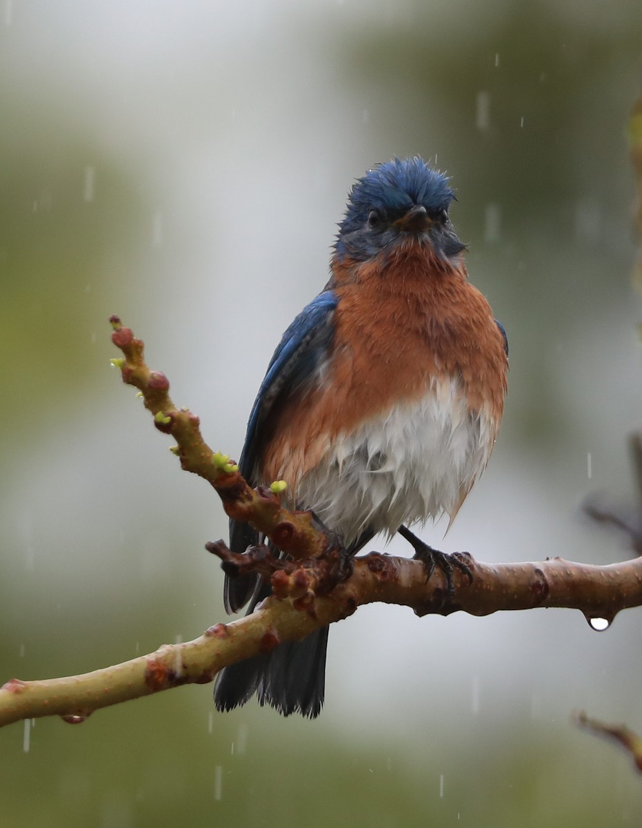 Eastern Bluebird - ML132054781