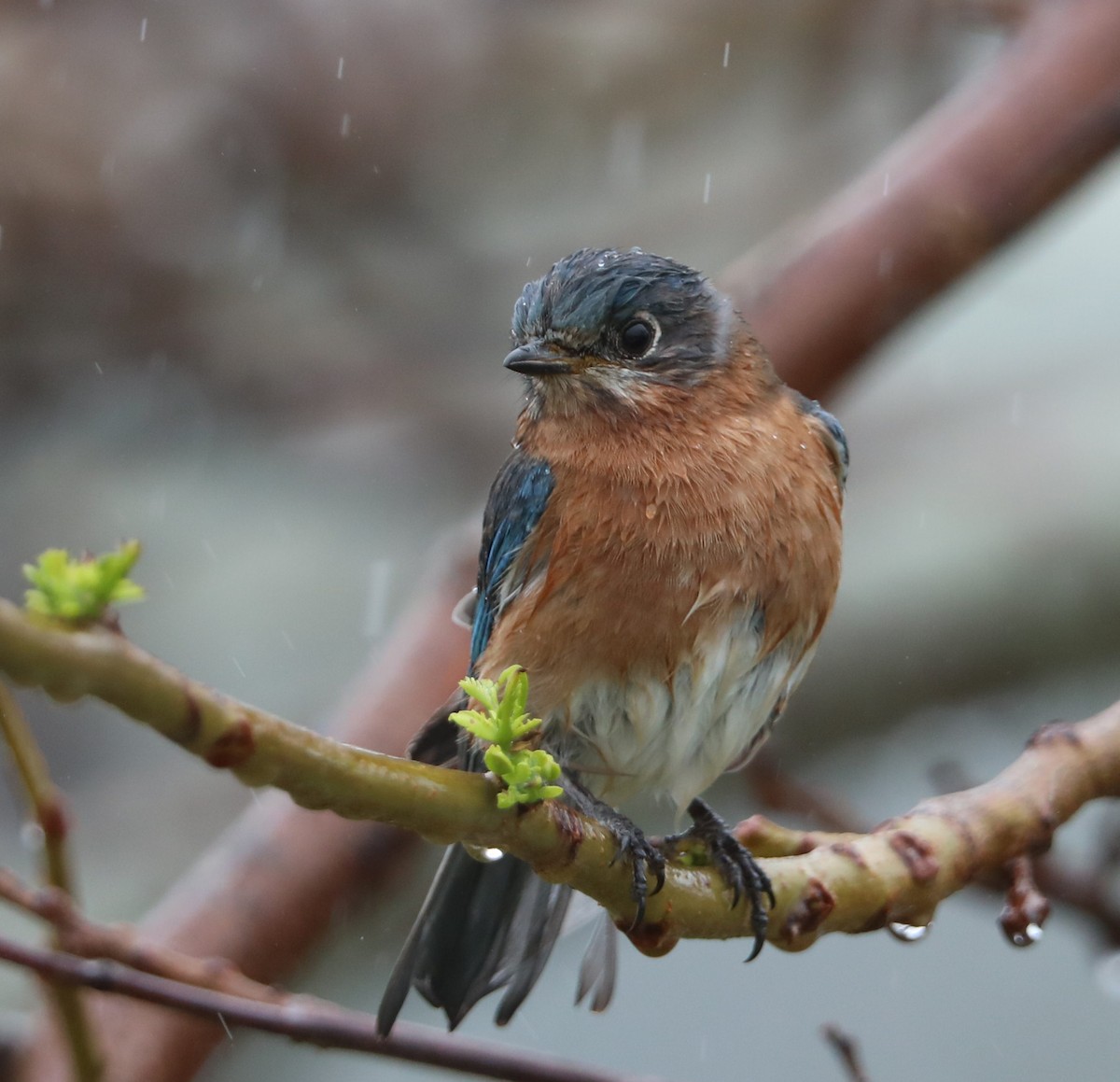 Eastern Bluebird - ML132054791