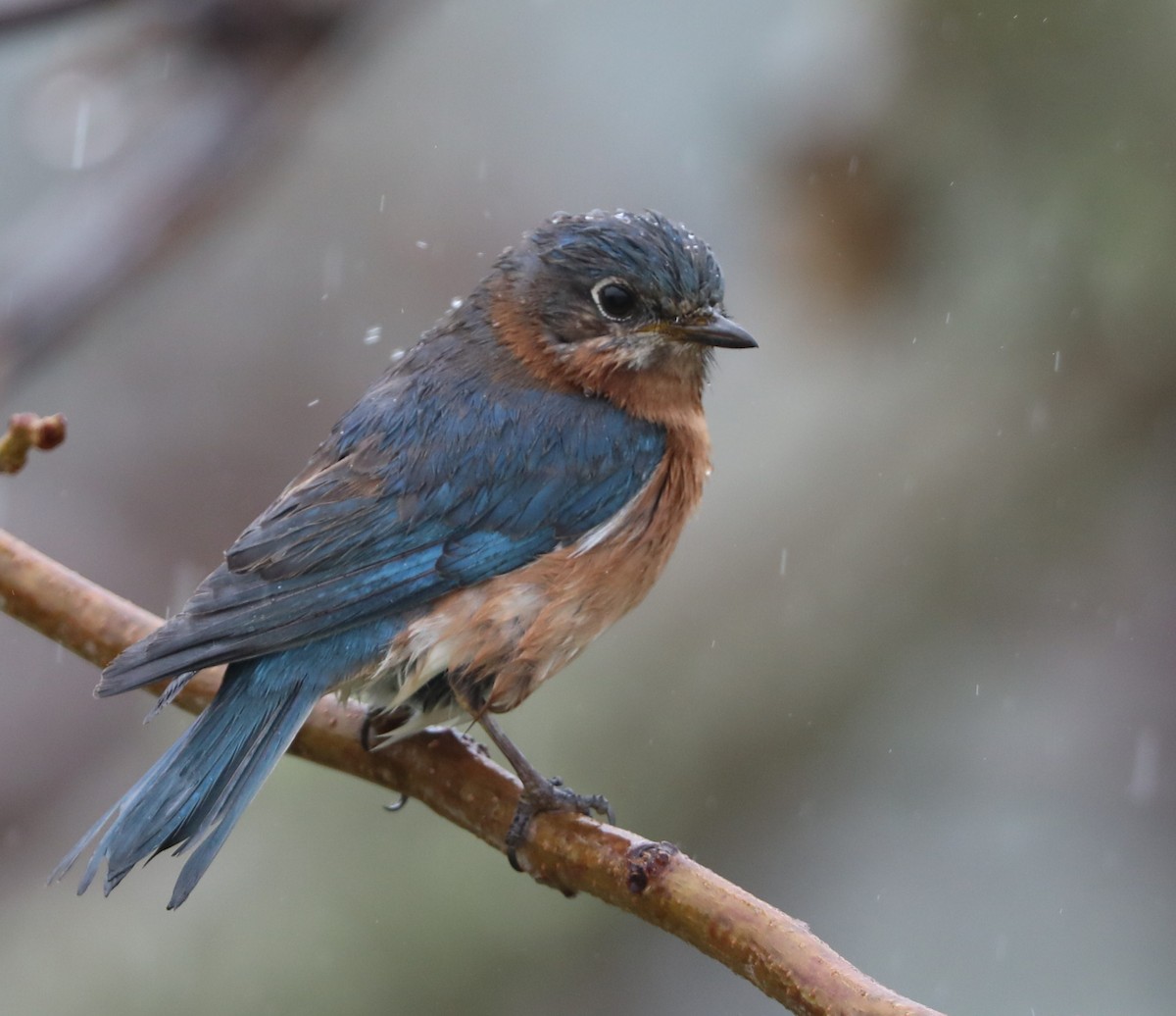 Eastern Bluebird - ML132054801