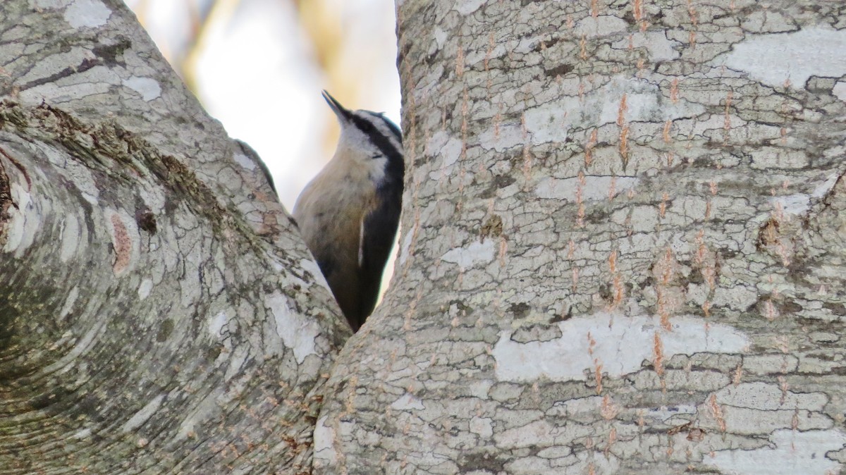 Red-breasted Nuthatch - ML132055911