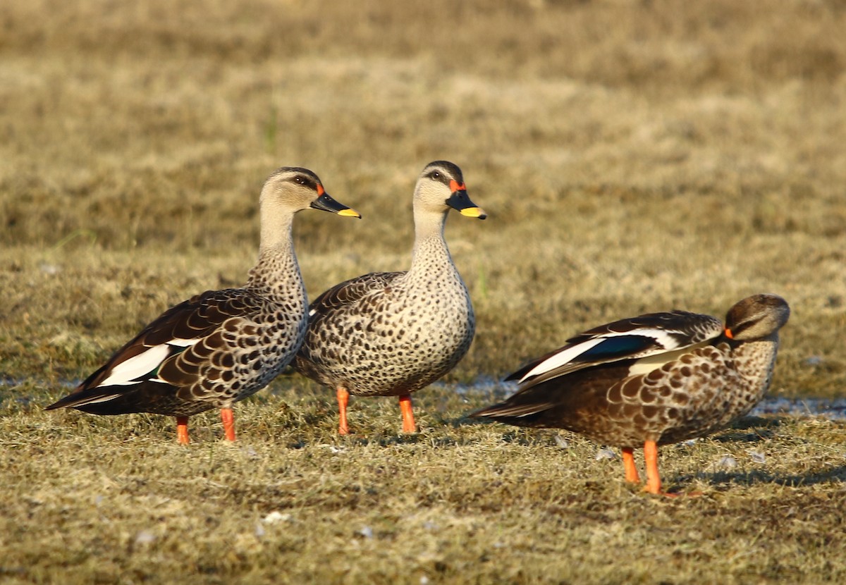 Indian Spot-billed Duck - Bhaarat Vyas