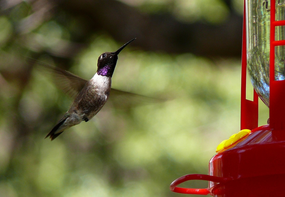 Black-chinned Hummingbird - David M. Bell