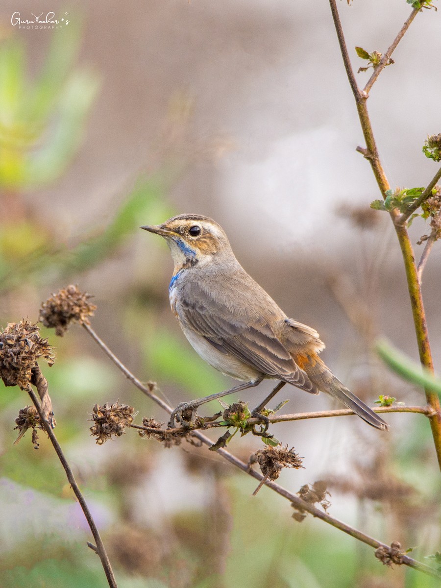 Bluethroat - ML132061061