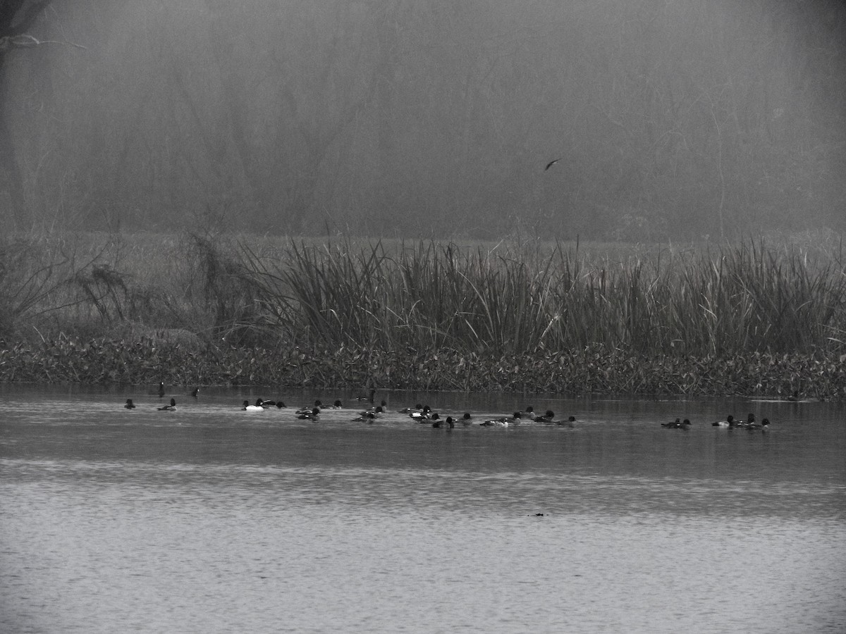 Common Goldeneye - ML132063111