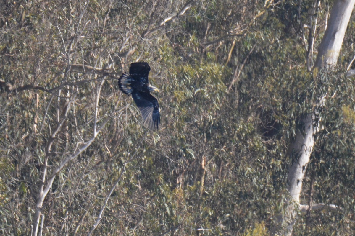 Bald Eagle - Will Brooks