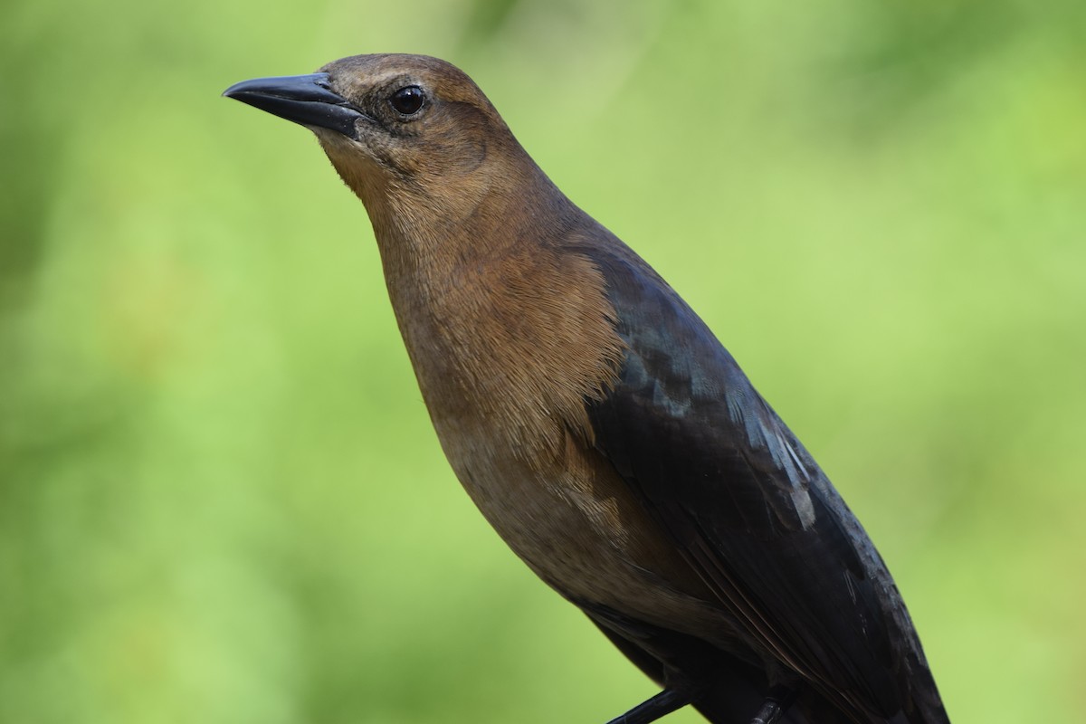 Boat-tailed Grackle - ML132063751