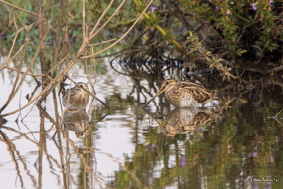 Common Snipe - ML132064061