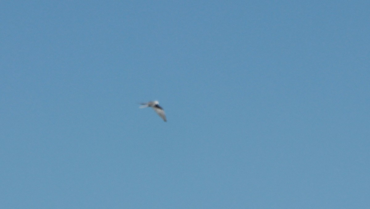 White-tailed Kite - Ken Cooper