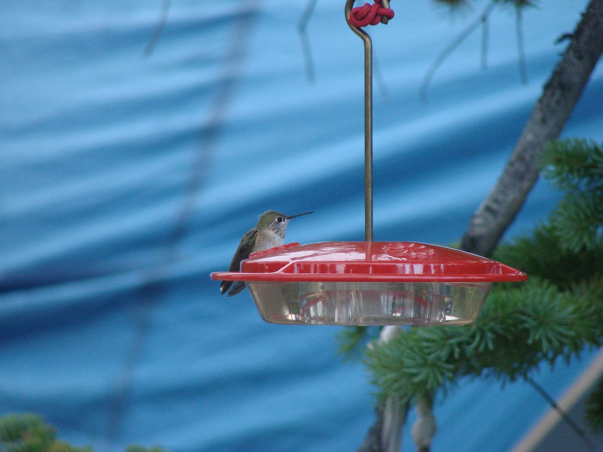 Calliope Hummingbird - C. Warneke