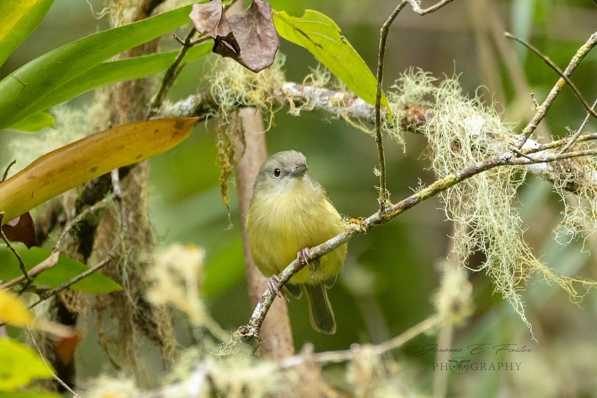 Blue Mountain Vireo - ML132066891