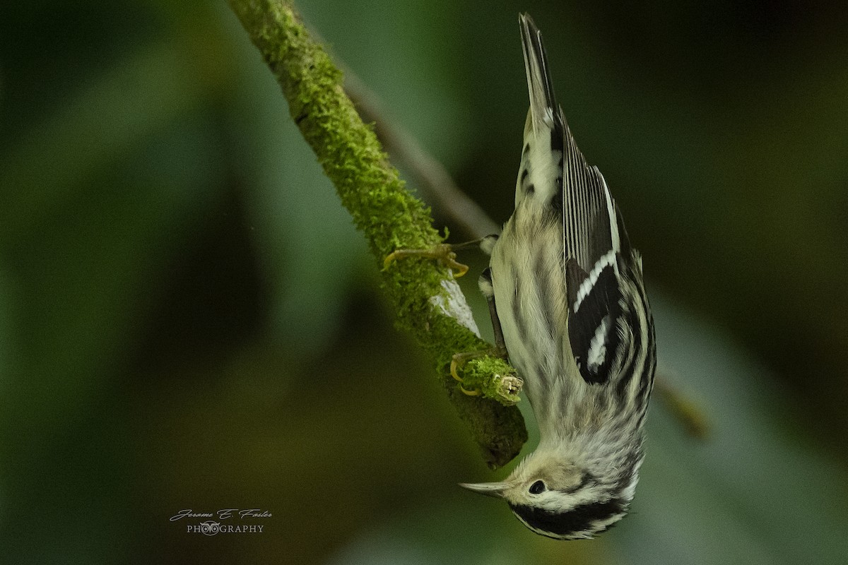 Black-and-white Warbler - ML132067051