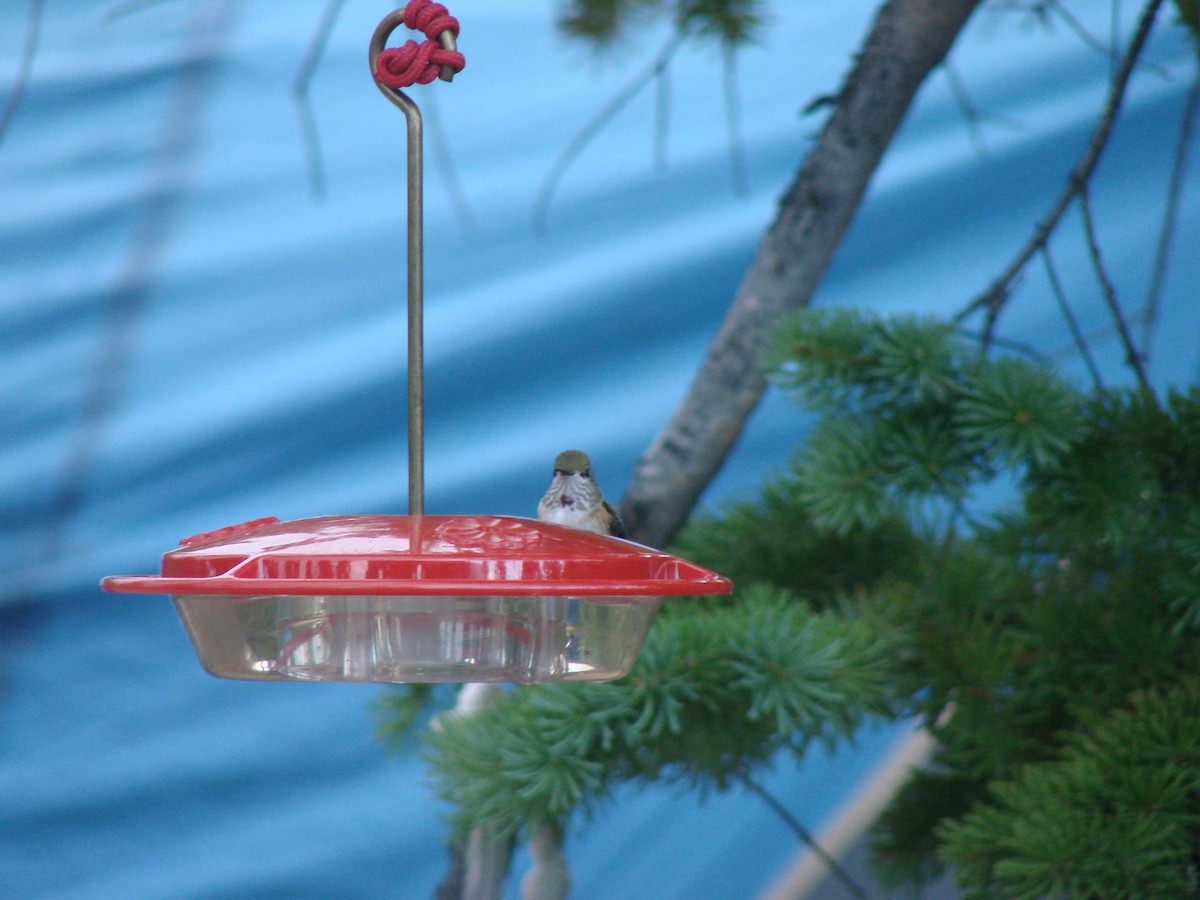 Calliope Hummingbird - C. Warneke