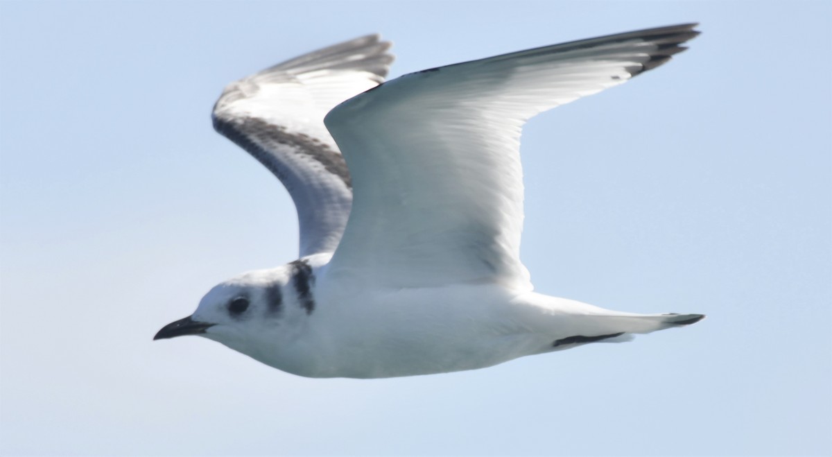 Black-legged Kittiwake - ML132068001