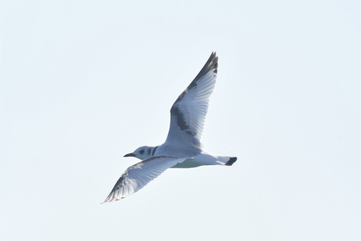 Mouette tridactyle - ML132068011