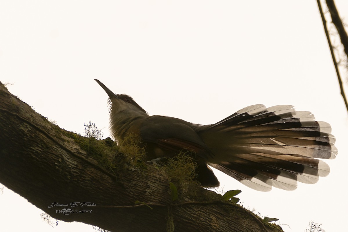 Jamaican Lizard-Cuckoo - ML132068171