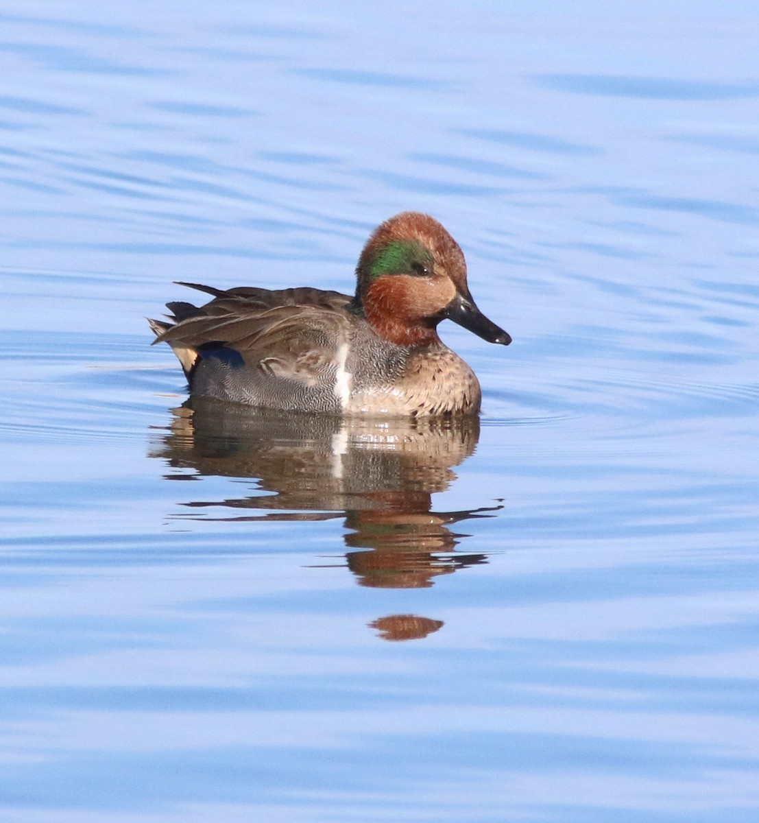 Green-winged Teal - ML132069121